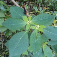 Euphorbia heterophylla L.